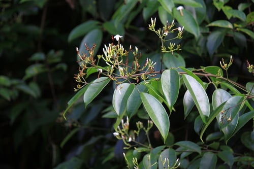 Jasminum lanceolaria (Jasmine) — photo