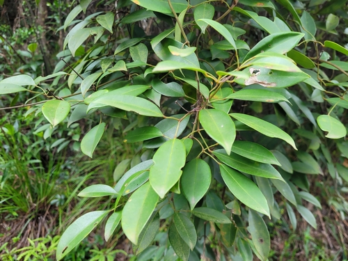 Jasminum lanceolaria