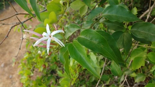 Jasminum malabaricum (Kusar) — photo
