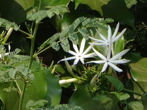Jasminum malabaricum (Kusar) — photo