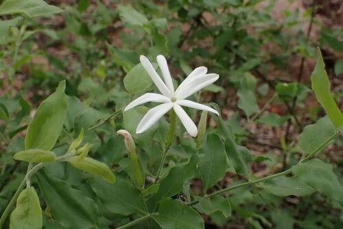 Jasminum multipartitum (Starry wild jasmine) — photo