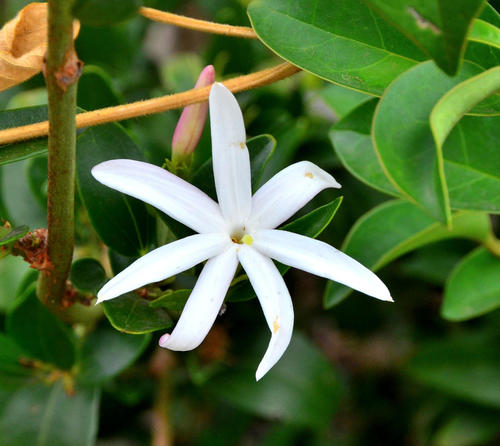 Jasminum multipartitum