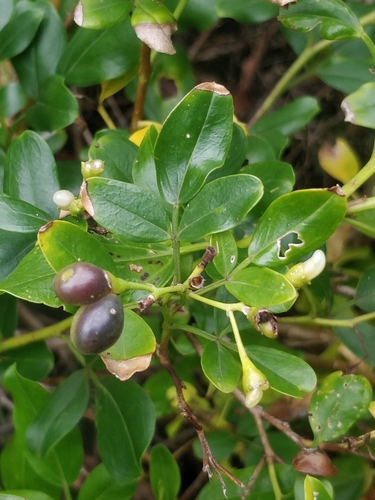 Jasminum odoratissimum (Madeira jasmine) — photo