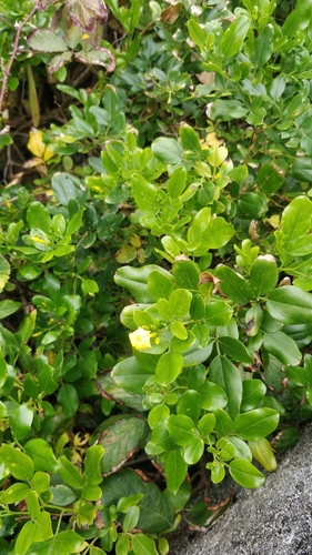 Jasminum odoratissimum (Madeira jasmine) — photo