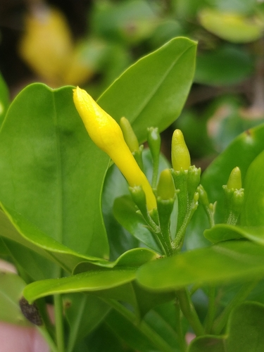 Jasminum odoratissimum