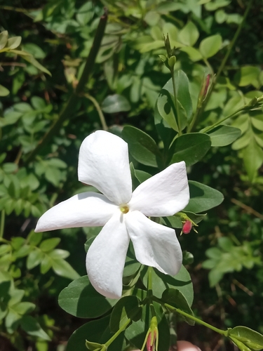 Jasminum officinale (Poet's jasmine) — photo