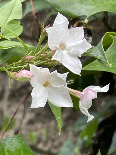Jasminum officinale (Poet's jasmine) — photo