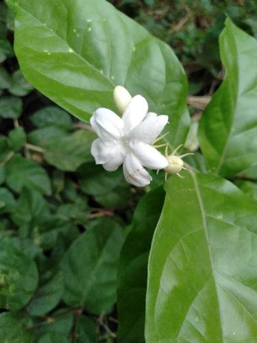 Jasminum sambac (Sambac) — photo