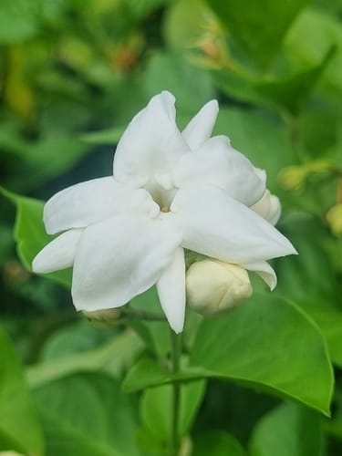 Jasminum sambac (Sambac) — photo
