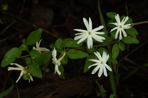 Jasminum stenolobum (Hairy jasmine) — photo