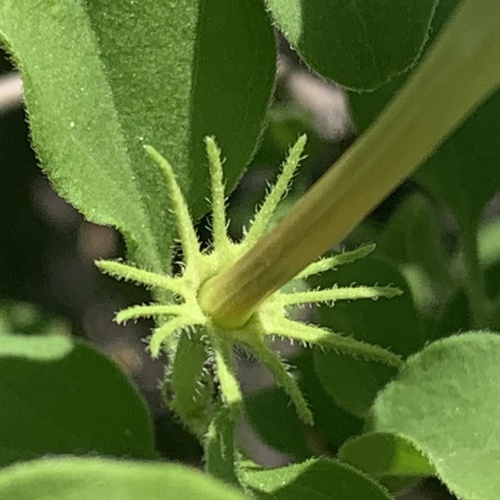 Jasminum stenolobum (Hairy jasmine) — photo