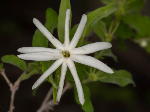 Jasminum stenolobum