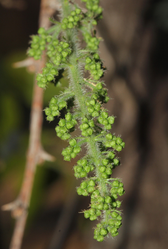 Jateorhiza palmata — photo