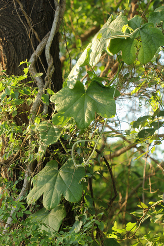 Jateorhiza palmata