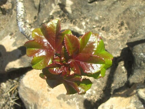Jatropha dhofarica — photo