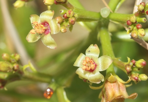 Jatropha dhofarica