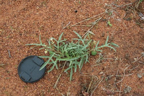 Jatropha erythropoda — photo
