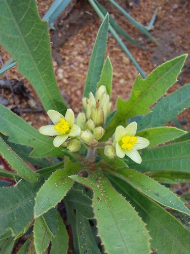 Jatropha erythropoda