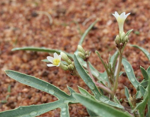 Jatropha erythropoda — photo