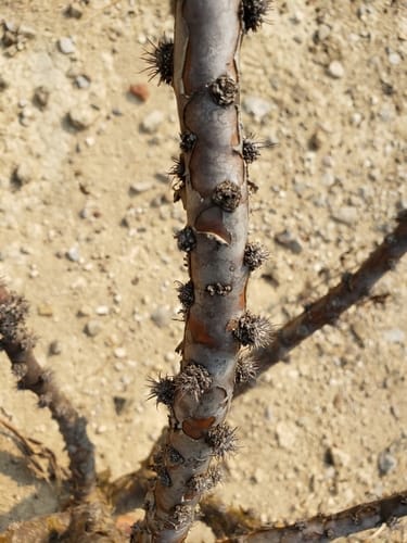 Jatropha neopauciflora — photo