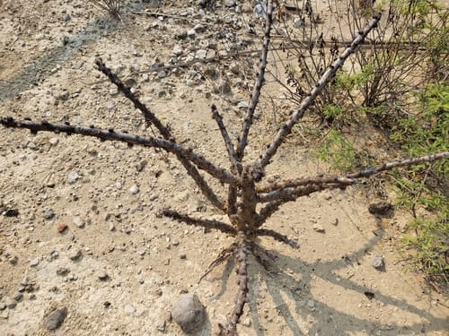 Jatropha neopauciflora — photo