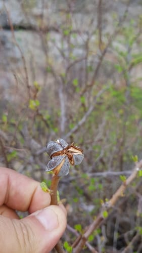 Jatropha oaxacana — photo