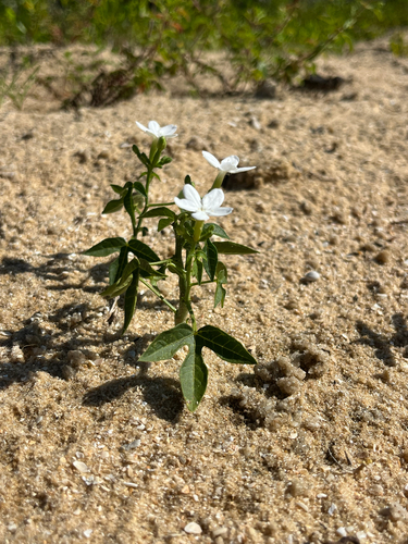 Jatropha stimulosa — photo