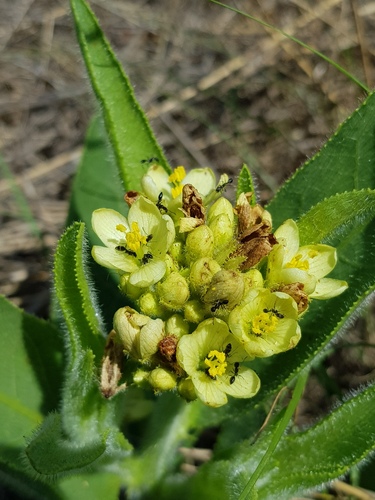 Jatropha zeyheri — photo
