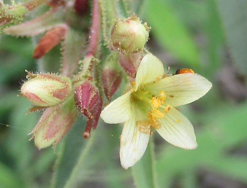 Jatropha zeyheri — photo