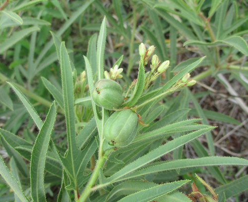 Jatropha zeyheri