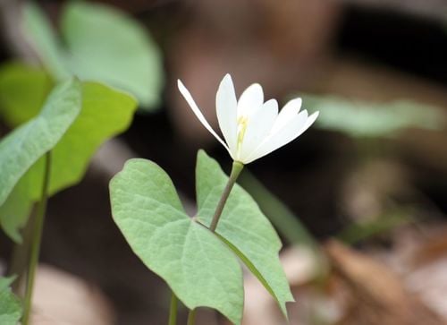 Jeffersonia diphylla (Twinleaf) — photo