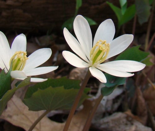 Jeffersonia diphylla (Twinleaf) — photo