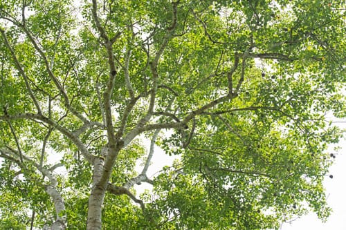 Joannesia princeps (Araranut tree) — photo