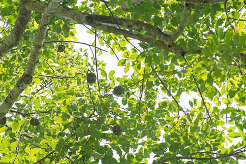 Joannesia princeps (Araranut tree) — photo