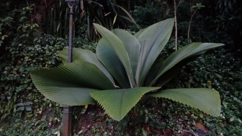 Johannesteijsmannia altifrons (Diamond palm) — photo