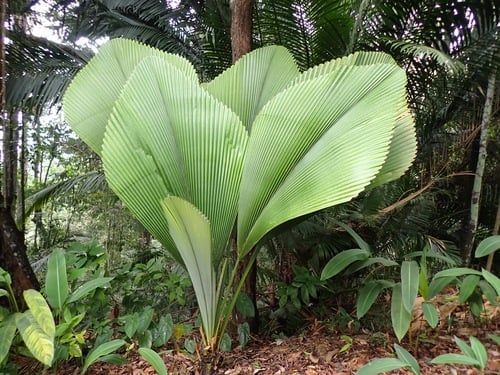 Johannesteijsmannia altifrons
