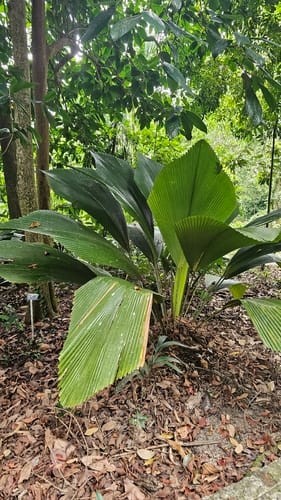 Johannesteijsmannia altifrons (Diamond palm) — photo