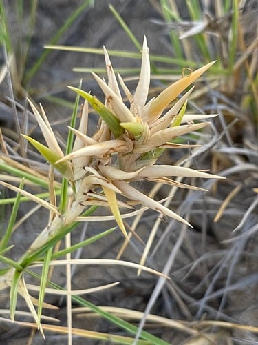 Jouvea pilosa