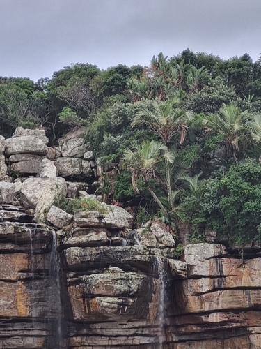 Jubaeopsis caffra (Pondoland palm) — photo