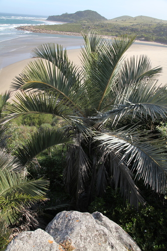 Jubaeopsis caffra (Pondoland palm) — photo