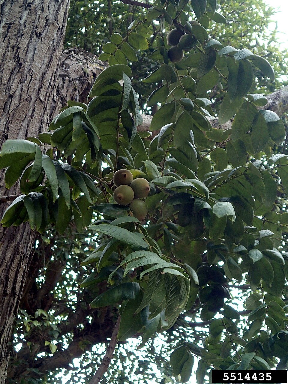 Juglans honorei (Ecuador walnut) — photo