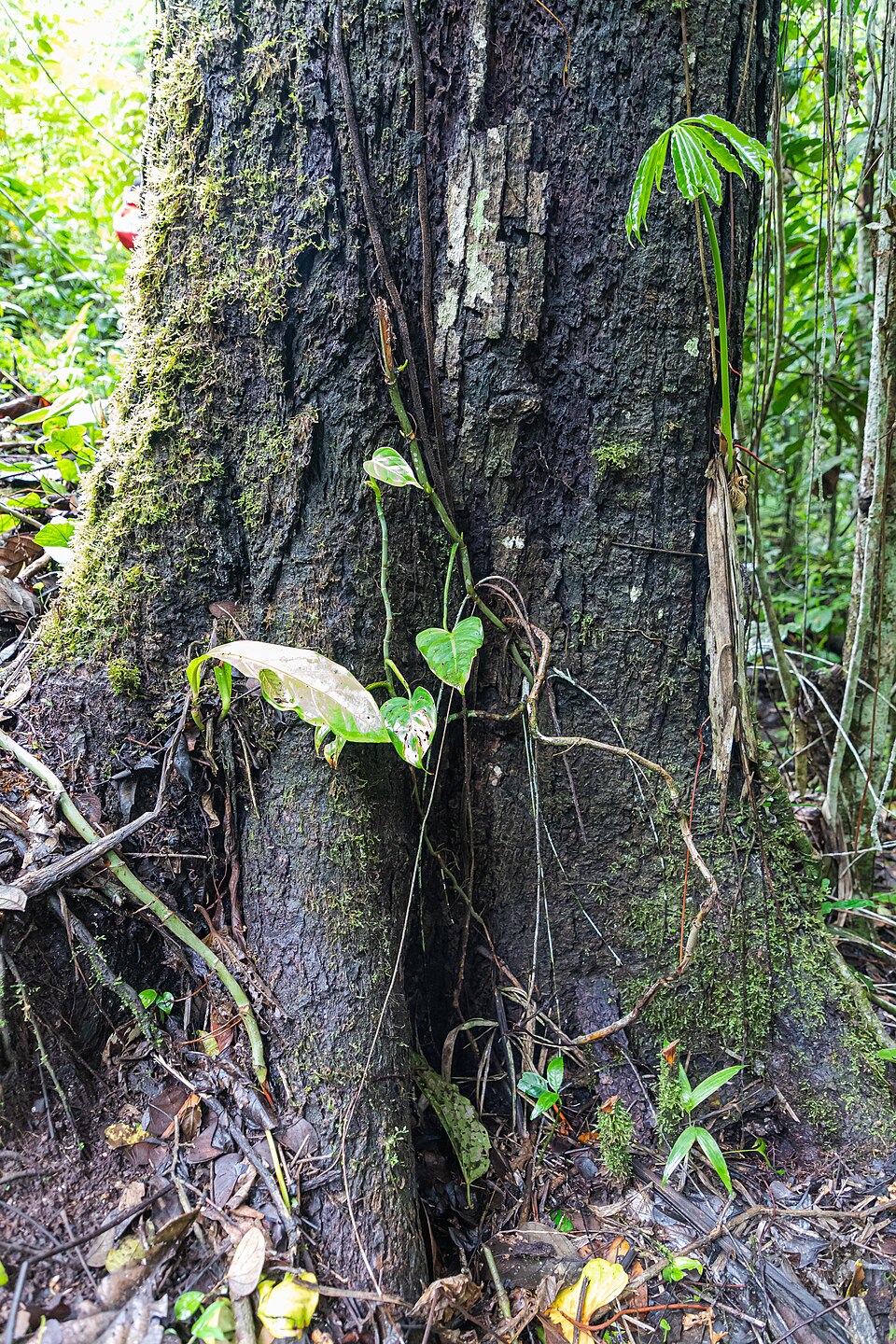 Juglans honorei (Ecuador walnut) — photo