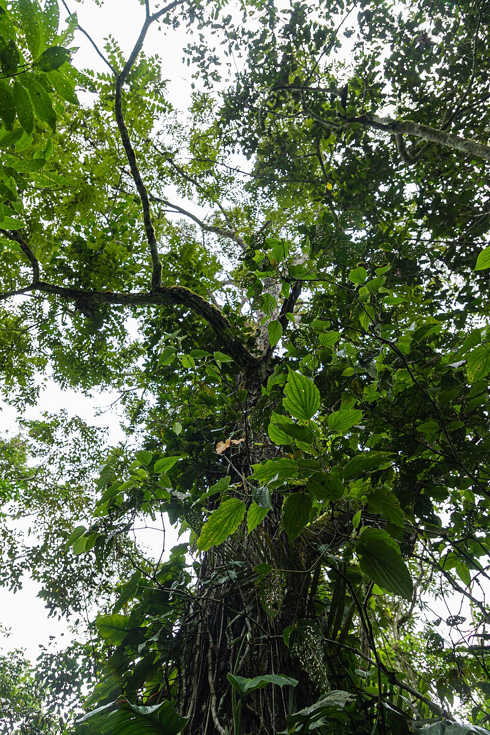 Juglans honorei