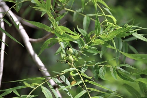 Juglans microcarpa var. stewartii (Little walnut) — photo