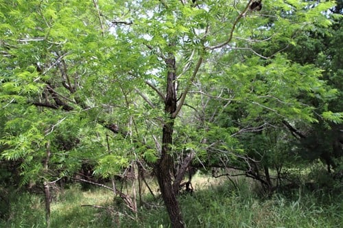 Juglans microcarpa var. stewartii