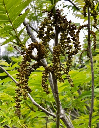 Juglans microcarpa var. stewartii (Little walnut) — photo