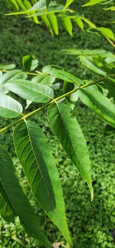 Juglans olanchana (Olancho walnut) — photo