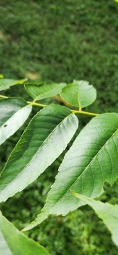 Juglans olanchana (Olancho walnut) — photo