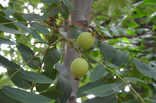Juglans olanchana