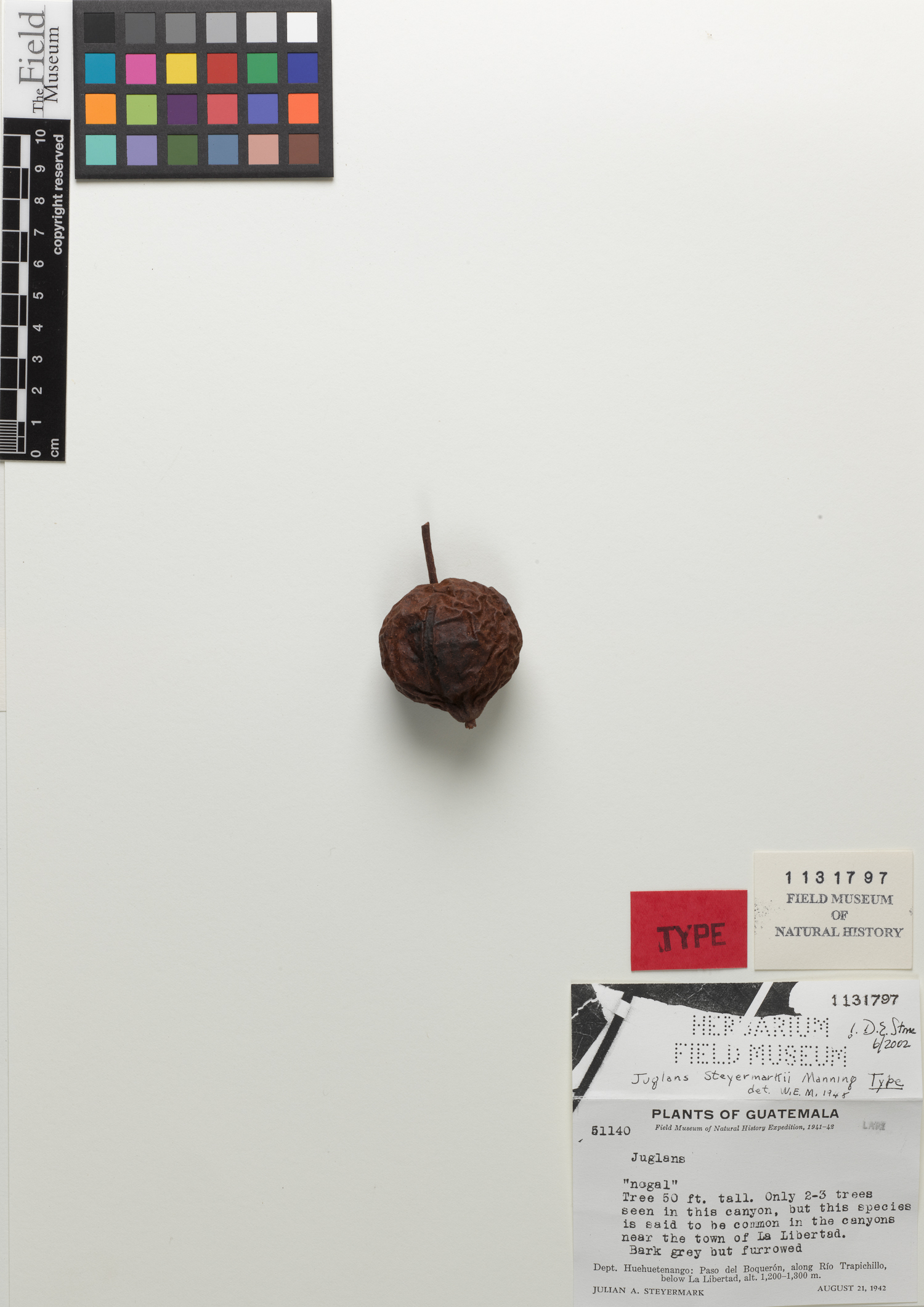 Juglans steyermarkii — photo